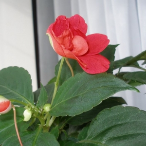 p2072905