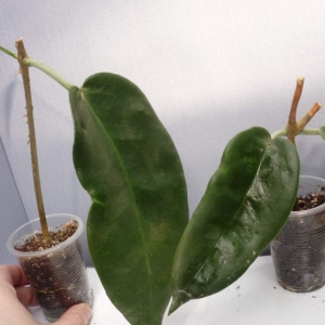 hoya archboldiana no.1 white 250