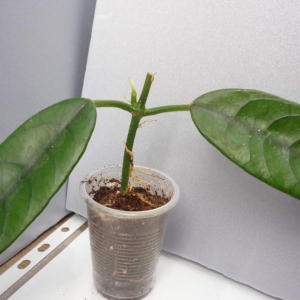 hoya globulosa no.1 -150