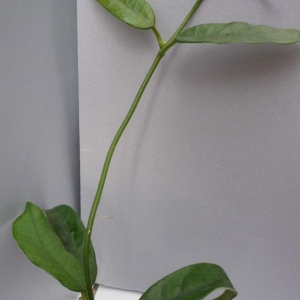 hoya globulosa no.1 -300