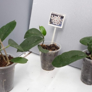hoya graveolens -200