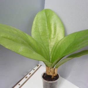 hoya glabra