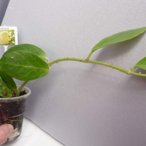 hoya obscura  200