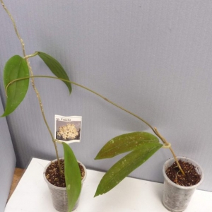 hoya sp.teneba -200