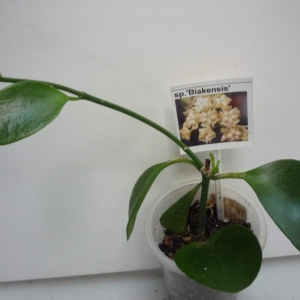 hoya sp.biakensis png