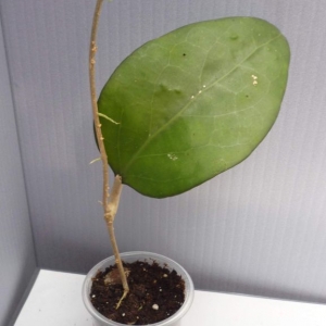hoya vitellina  150