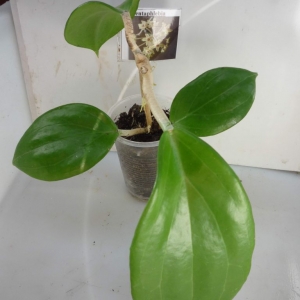 hoya pentaphlebia