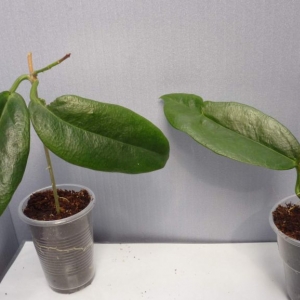 hoya subcalva iml484 - 250