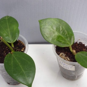 hoya subquintuplinervis    223   -300