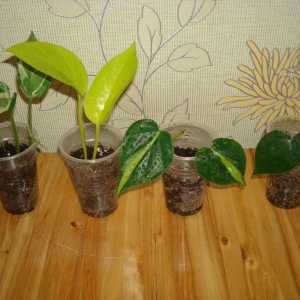 dsc08506