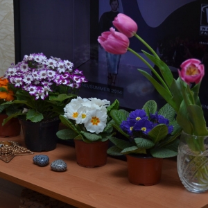 Мои цветики
