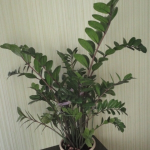 Замиокулькас