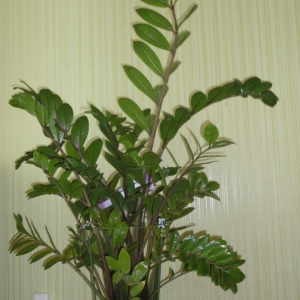 Замиокулькас