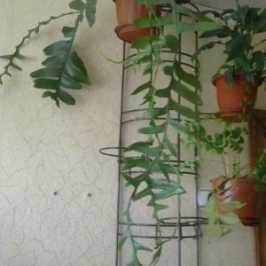 Rhipsalis Marniera Chrysocardium.