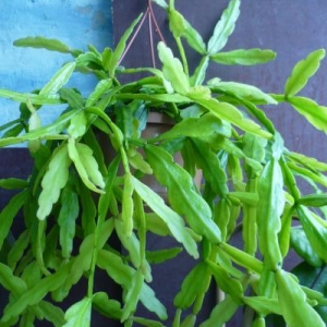 Rhipsalis roscana.