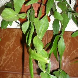 Rhipsalis Pachyptera (crispata).
