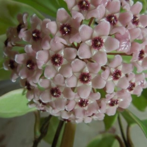 Hoya Carnosa variegata.