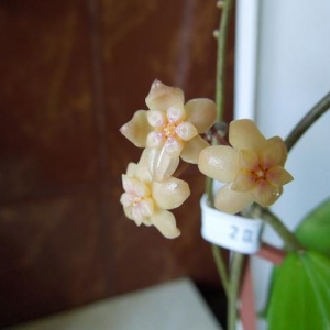Hoya Neo-ebudica.