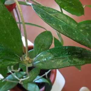 Hoya sp. Bogor.