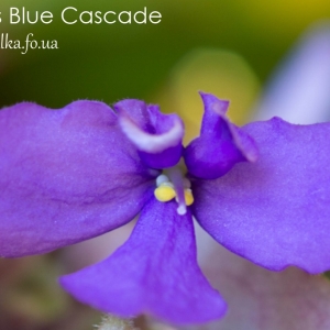 Senk's Blue Cascade