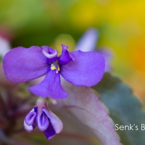 Senk's Blue Cascade