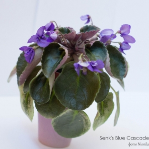 Senk's Blue Cascade