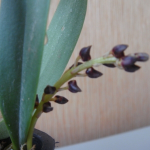 bulbophyllum falcatum