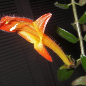 Columnea California Gold