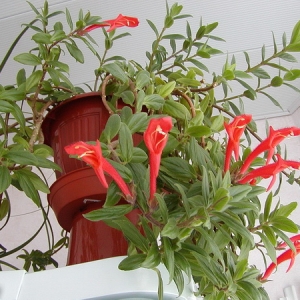 Columnea Krakatau