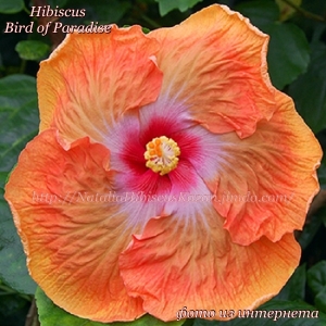 СОРТОВОЙ ГИБИСКУС  Bird of Paradise   ( HVH)