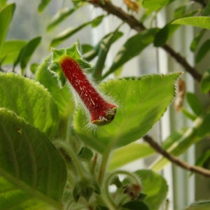 Колерия пушистоцветковая. (Kohleria eriantha)