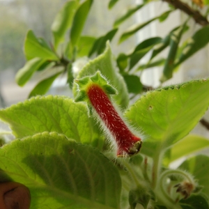 Колерия пушистоцветковая (Kohleria eriantha)