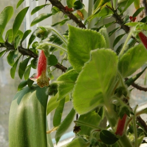 Колерия пушистоцветковая (Kohleria eriantha)