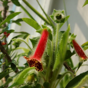 Колерия пушистоцветковая  (Kohleria eriantha)
