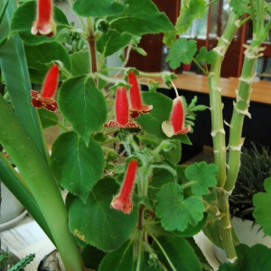 Колерия пушистоцветковая  (Kohleria eriantha)