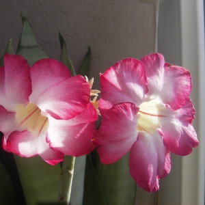 Adenium Siam Violet