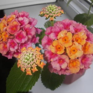 Lantana camara Grenadine