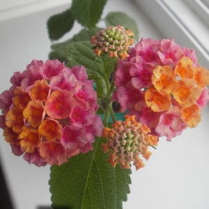 Lantana camara Grenadine