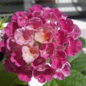 Lantana camara Grenadine