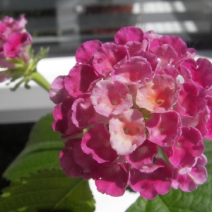 Lantana camara Grenadine