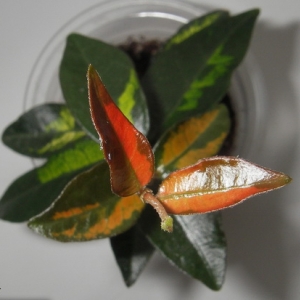 Trachelospermum asiaticum Ogon Nishiki variegated