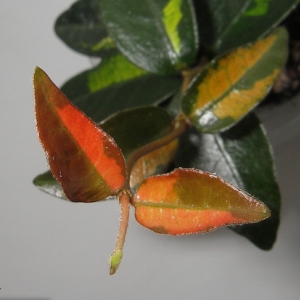 Trachelospermum asiaticum Ogon Nishiki variegated