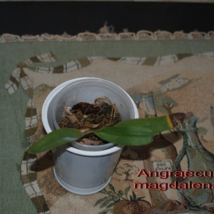 Angraecum magdalenae