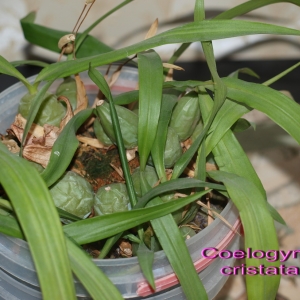 Coelogyne cristata