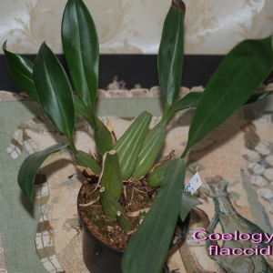 Coelogyne flaccida