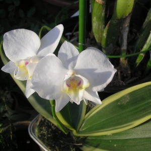 Phal. Amabilis