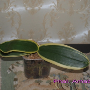 Phal. Amabilis