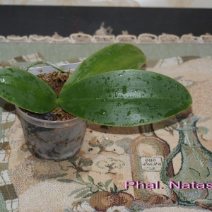 Phal. Natasha