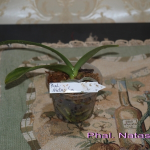 Phal. Natasha