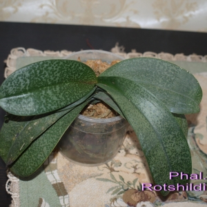 Phal. Rotshildiana